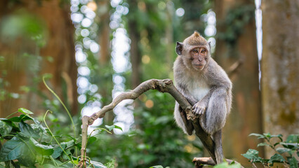 Adult monkey on a branch in the forest