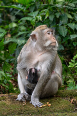 mother and baby monkey