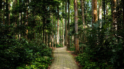 Path in the monkey forest. Bali © Héctor Rehiguer