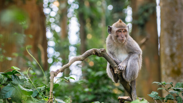 Adult monkey on a branch in the forest