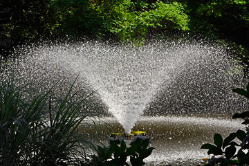 fontanna ogorodowa tworząca na stawie kolisty krąg świetlny, oświetlona słńcem tryskająca fontanna, fontanna w słońcu, fountain in the pond, garden fountain creating a circle of light on the pond  © kateej