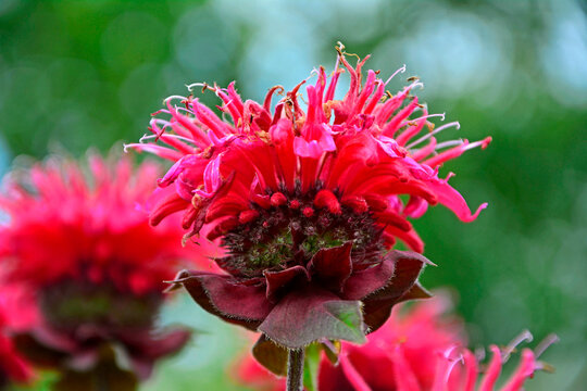 Pysznogł&oacute;wka krwista, dwoista, Monarda didyma, horsemint, bergamot, scarlet beebalm, scarlet monarda, Red flowers of monarda in the garden	