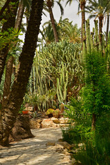 kamienna ścieżka w egzotycznym ogrodzie z palmami, gaj palmowy w Elche, Botanical garden in Elche, Alicante, spain, path in an garden, Huerto Del Cura Botanical Garden Palm  © kateej