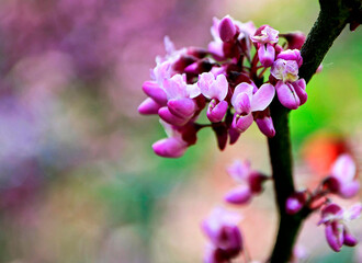 kwitnący na różowo judaszoiec, różowe kwiaty judaszowiec kanadyjski ETERNAL FLAME, blooming...