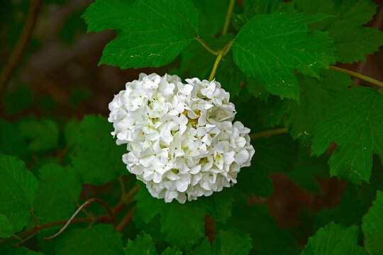 kalina koralowa odmiana 'Roseum', biale kule kaliny w ogrodzie, Viburnum opulus, guelder rose, Snowball flowers in garden, blooming viburnum	