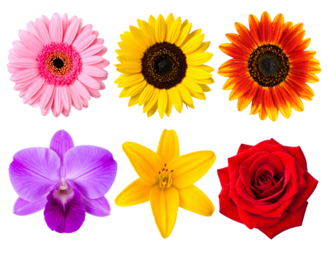 Six vibrant, diverse, and beautiful blooming flowers on black