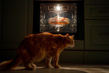 Orange tabby cat standing on the kitchen floor, intently watching a hot dish baking inside a glowing oven, highlighting themes of pet hunger, comfort food, and evening domestic life