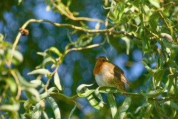 European robin perched on branch in green foliage
