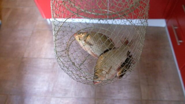Live crucian carp in a cage after fishing tennis ball in net