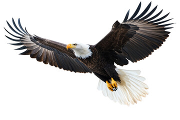 Majestic bald eagle soaring gracefully through the clear blue sky. its impressive wingspan while hunting for prey. with a serene landscape in the background reflecting natures beauty