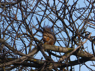 Wild Red Squirrel Eating on Bare Tree Branch