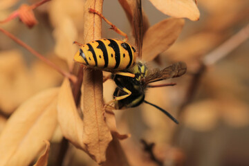 european yellow wasp macro photo	