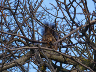 Hidden Squirrel Eating Behind Intricate Branch Pattern