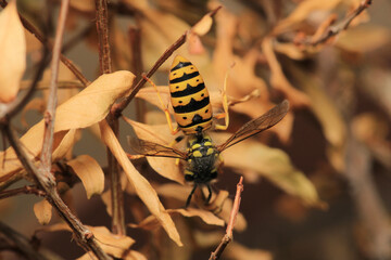 european yellow wasp macro photo	