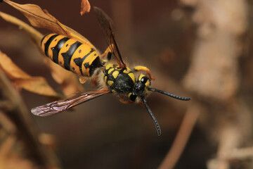european yellow wasp macro photo	