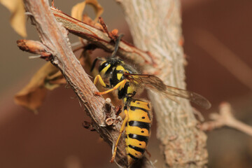 european yellow wasp macro photo	