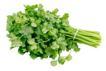 Freshly harvested cilantro with green leaves and crisp stems. arranged neatly against a clean white background. ideal for culinary use in recipes or food styling