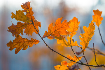 closeup red dry oak tree baranch in the forest, beautiful autumn natural background