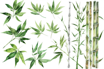 A collection of various bamboo and leafy plant illustrations intricate details and green hues. ideal for botanical designs or nature-themed projects