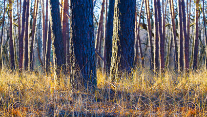 Fototapeta premium closeup forest glade in grass at the bright autumn day