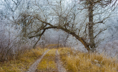 frozen vinter forest with ground road pass through