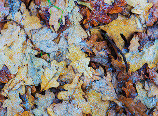 closeup frozen dry oak leaves on ground, beautiful seasonal natural background