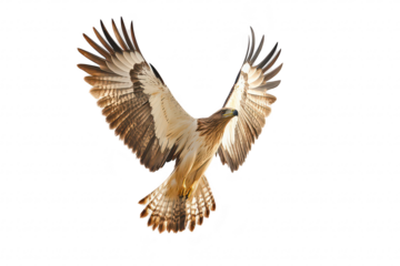 A majestic hawk soars gracefully through a clear blue sky. its impressive wingspan and detailed feather patterns. symbolizing freedom and natures beauty
