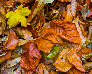 closeup red  dry  leaves on ground, beautiful seasonal natural background