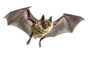 A close-up view of a bat in mid-flight. its detailed fur and wings against a white background. emphasizing its natural beauty and unique features for educational purposes
