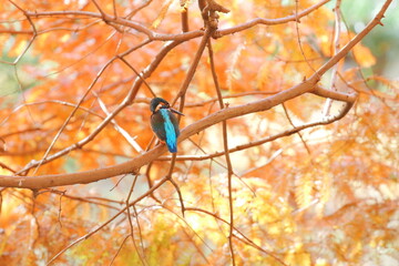メタセコイアの紅葉とカワセミ