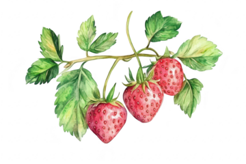 A illustration of three ripe strawberries hanging from a lush green stem. their bright red color and detailed leaves. perfect for food-related content or nature themes