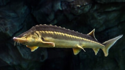 Sturgeon swims gracefully in aquarium with rocky backdrop. Armored body, barbels, and yellowish hue highlight this ancient fish in clear water.