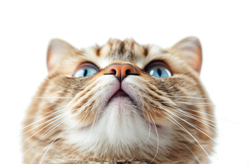 Curious tabby cat with blue eyes looking up