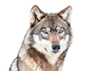 Fototapeta premium A close-up portrait of a majestic wolf with striking blue eyes. its detailed fur and features against a stark white background. ideal for wildlife photography and nature-themed projects
