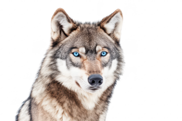 A close-up portrait of a majestic wolf with striking blue eyes. its detailed fur and features against a stark white background. ideal for wildlife photography and nature-themed projects