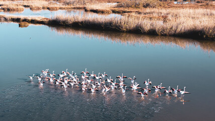 “Albufereta in Mallorca is a quiet wetland. In January, flamingos visit the Alcudia area during their migration. They rest and feed in the shallow water, creating a special natural scene. © Aina