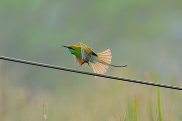 green bee-eater