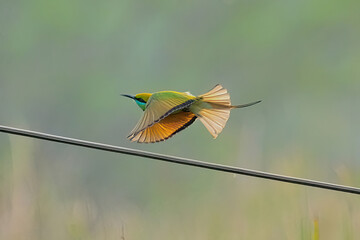 green bee-eater