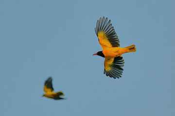 Black hooded oriole isolated in flight