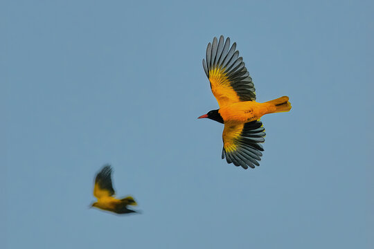 Black hooded oriole isolated in flight