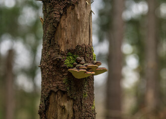 Cluster of red banded polypore Fomitopsis pinicola fungi on decaying pine trunk in forest.
