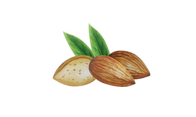 Watercolor almond nut composition. White background. For your design