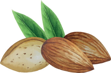 Vector almond nut composition. White background. For your design
