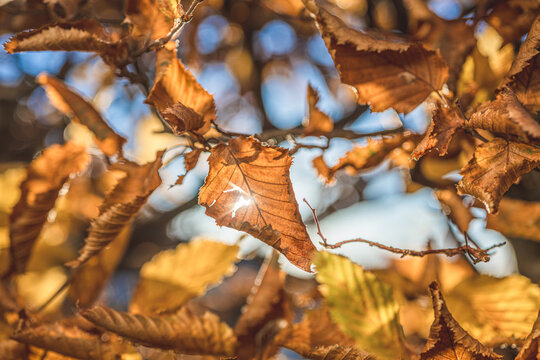 Sweet chestnut Castanea sativa leaves turning golden brown in backlit autumn light.