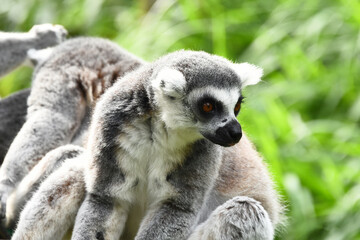 Obraz premium Close-up portrait of a ring-tailed lemur (lemur catta) in an alert posture, resting amongst others of its kind, with a blurred green background. captured outdoors at the eindhoven zoo.