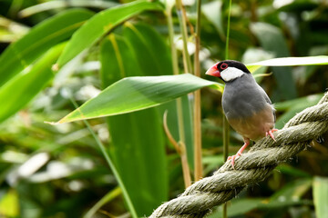 A colorful java sparrow (padda oryzivora) perched on a thick rope, surrounded by lush, vibrant green bamboo leaves in a tropical setting. the bird's distinctive red beak and markings are clear.