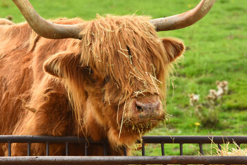 Close-up portrait of a shaggy highland cow (bos taurus) with impressive horns, standing behind...