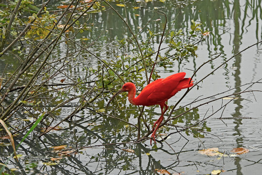 A strikingly red scarlet ibis (eudocimus ruber) wading through shallow water, balancing on thin branches and surrounded by natural foliage. captured outdoors at the eindhoven zoo. - Powered by Adobe