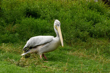 A single spot-billed pelican (pelecanus philippensis) standing in profile on a green grassy bank, with dense wild green plants in the background. the bird's striking features are visible.