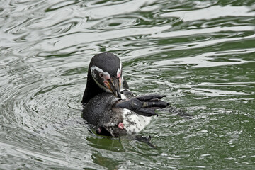 Close-up of a humboldt penguin (spheniscus humboldti) swimming on its back in the water, appearing to preen its feathers or interact with another. movement captured in the rippling water.